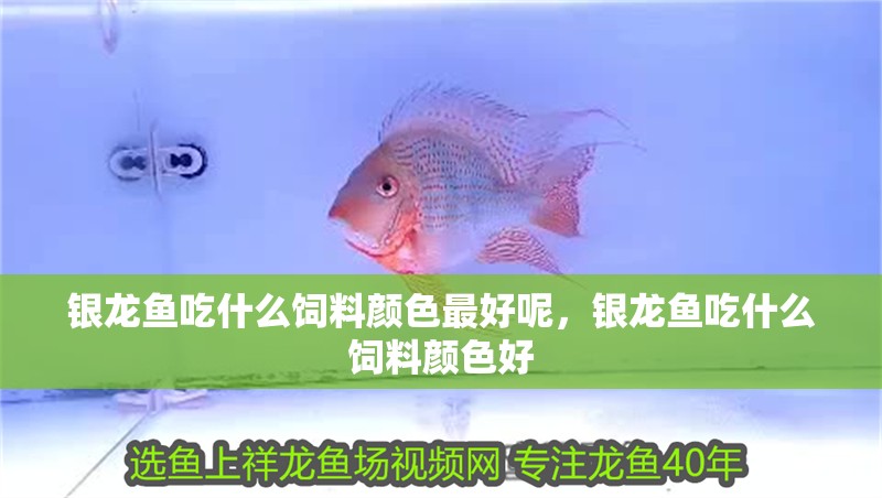 銀龍魚吃什么飼料顏色最好呢，銀龍魚吃什么飼料顏色好 銀龍魚吃什么飼料顏色最好呢，銀龍魚吃什么飼料顏色好 觀賞魚百科