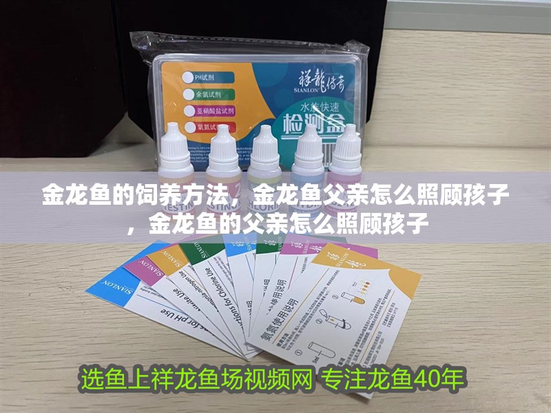金龍魚的飼養方法，金龍魚父親怎么照顧孩子，金龍魚的父親怎么照顧孩子
