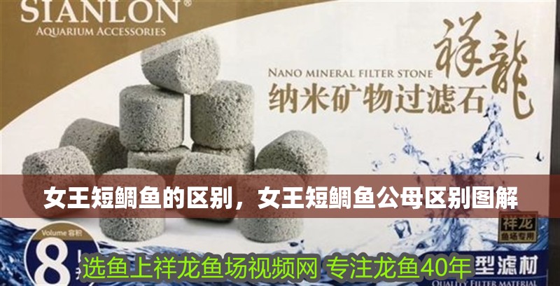 女王短鯛魚的區別，女王短鯛魚公母區別圖解