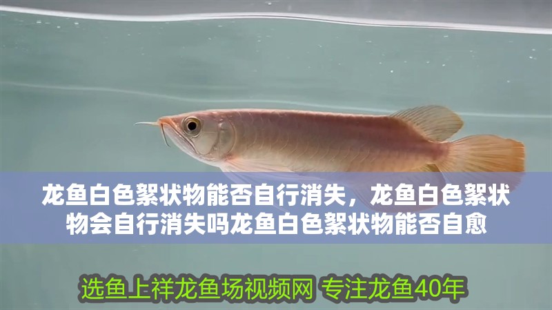 龍魚白色絮狀物能否自行消失，龍魚白色絮狀物會自行消失嗎龍魚白色絮狀物能否自愈