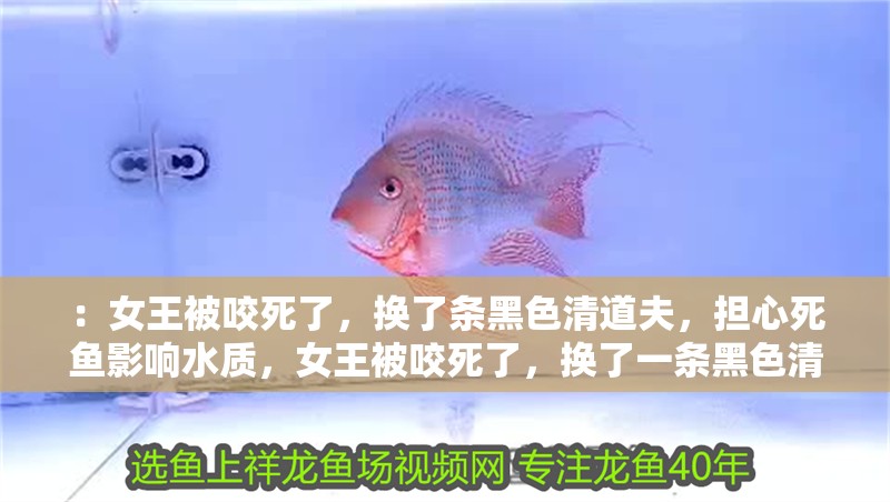 ：女王被咬死了，換了條黑色清道夫，擔心死魚影響水質，女王被咬死了，換了一條黑色清道夫 ：女王被咬死了，換了條黑色清道夫，擔心死魚影響水質，女王被咬死了，換了一條黑色清道夫 觀賞魚百科 第2張