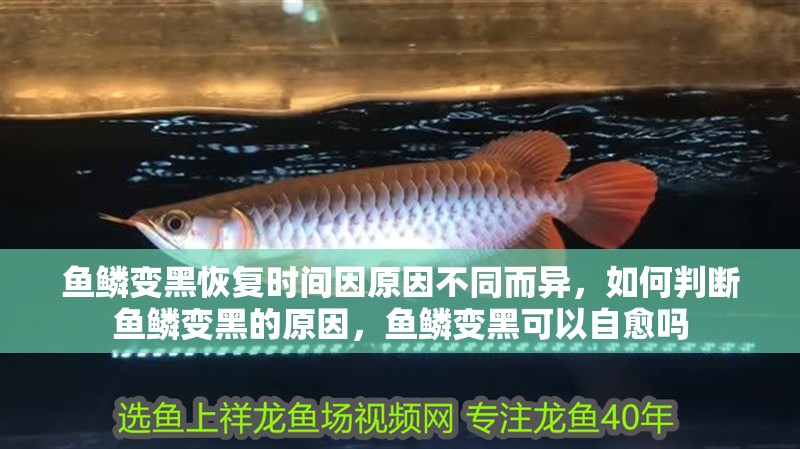 魚鱗變黑恢復時間因原因不同而異，如何判斷魚鱗變黑的原因，魚鱗變黑可以自愈嗎