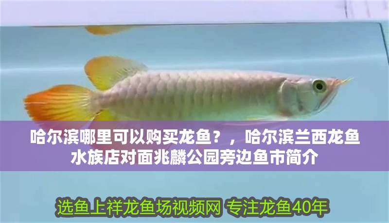 哈爾濱哪里可以購(gòu)買龍魚？，哈爾濱蘭西龍魚水族店對(duì)面兆麟公園旁邊魚市簡(jiǎn)介 哈爾濱哪里可以購(gòu)買龍魚？，哈爾濱蘭西龍魚水族店對(duì)面兆麟公園旁邊魚市簡(jiǎn)介 觀賞魚百科 第2張