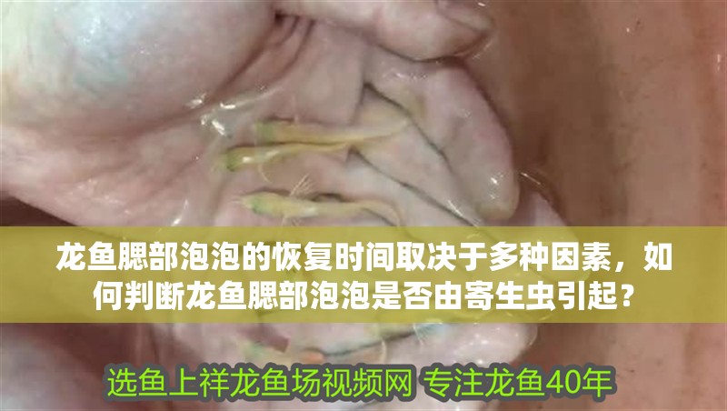 龍魚腮部泡泡的恢復時間取決于多種因素，如何判斷龍魚腮部泡泡是否由寄生蟲引起？ 龍魚腮部泡泡的恢復時間取決于多種因素，如何判斷龍魚腮部泡泡是否由寄生蟲引起？ 龍魚百科 第3張