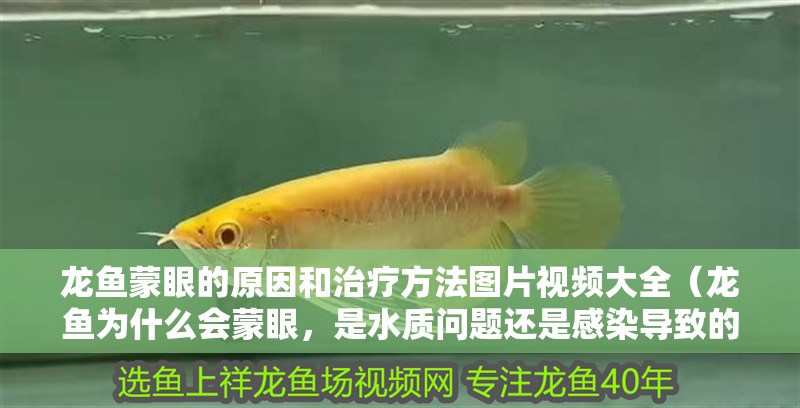 龍魚蒙眼的原因和治療方法圖片視頻大全（龍魚為什么會蒙眼，是水質(zhì)問題還是感染導(dǎo)致的？）