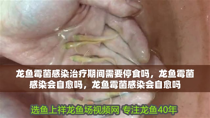 龍魚霉菌感染治療期間需要停食嗎，龍魚霉菌感染會自愈嗎，龍魚霉菌感染會自愈嗎