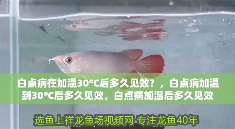 白點病在加溫30℃后多久見效？，白點病加溫到30℃后多久見效，白點病加溫后多久見效