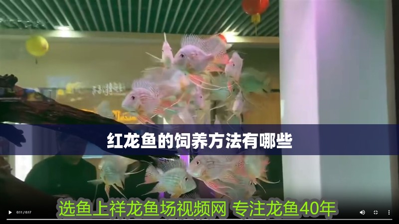 紅龍魚的飼養方法有哪些