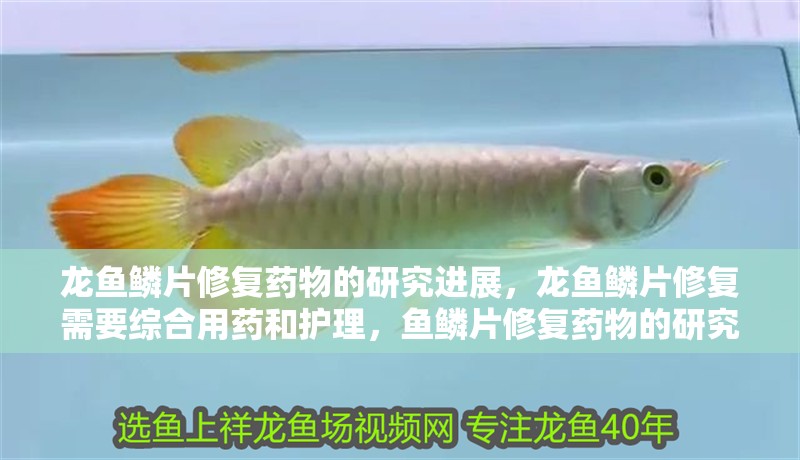龍魚鱗片修復藥物的研究進展，龍魚鱗片修復需要綜合用藥和護理，魚鱗片修復藥物的研究進展 龍魚鱗片修復藥物的研究進展，龍魚鱗片修復需要綜合用藥和護理，魚鱗片修復藥物的研究進展 龍魚百科 第2張