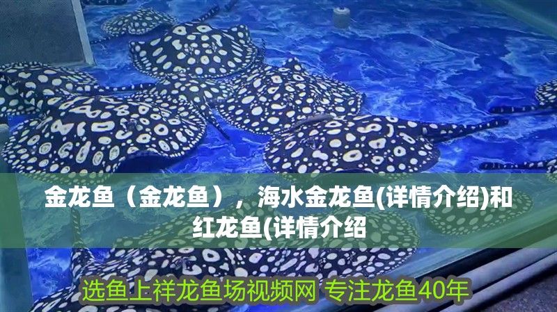 金龍魚（金龍魚），海水金龍魚(詳情介紹)和紅龍魚(詳情介紹