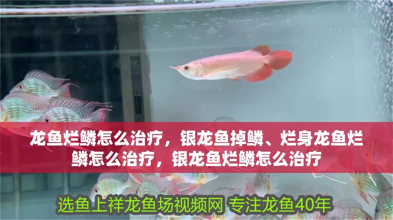 龍魚爛鱗怎么治療，銀龍魚掉鱗、爛身龍魚爛鱗怎么治療，銀龍魚爛鱗怎么治療