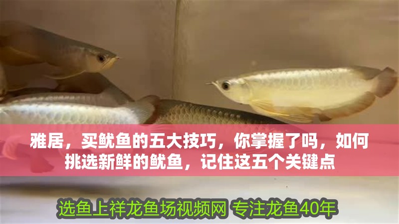 雅居，買魷魚的五大技巧，你掌握了嗎，如何挑選新鮮的魷魚，記住這五個關鍵點