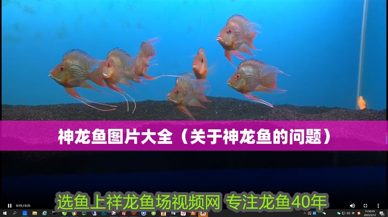 神龍魚圖片大全（關(guān)于神龍魚的問題）
