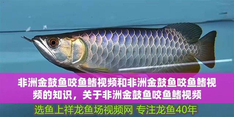 非洲金鼓魚咬魚鰭視頻和非洲金鼓魚咬魚鰭視頻的知識，關于非洲金鼓魚咬魚鰭視頻