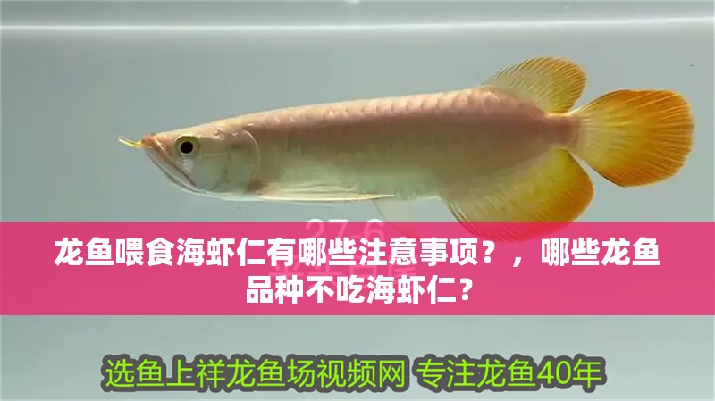龍魚喂食海蝦仁有哪些注意事項？，哪些龍魚品種不吃海蝦仁？
