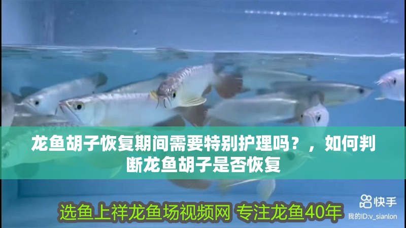 龍魚胡子恢復期間需要特別護理嗎？，如何判斷龍魚胡子是否恢復