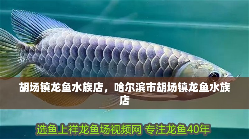 胡場鎮龍魚水族店，哈爾濱市胡場鎮龍魚水族店