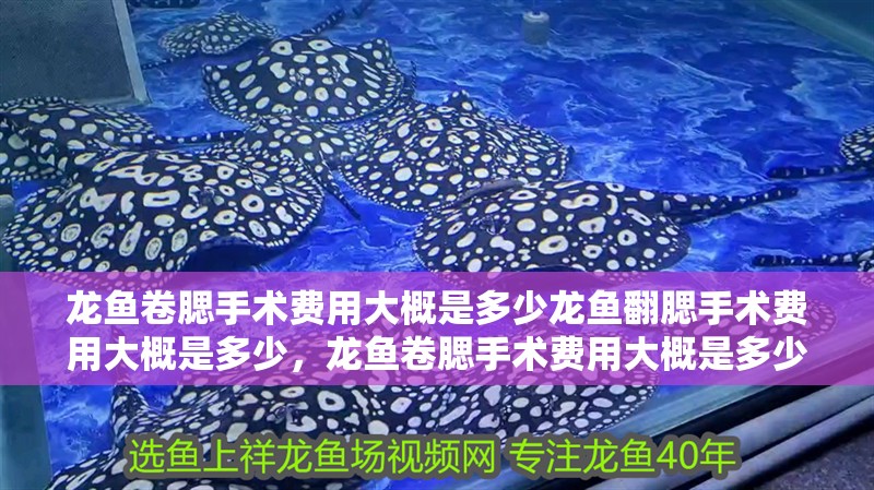 龍魚卷腮手術費用大概是多少龍魚翻腮手術費用大概是多少，龍魚卷腮手術費用大概是多少