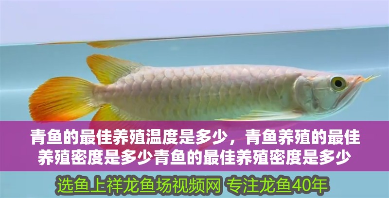 青魚的最佳養殖溫度是多少，青魚養殖的最佳養殖密度是多少青魚的最佳養殖密度是多少
