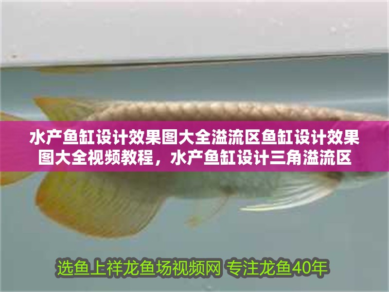 水產魚缸設計效果圖大全溢流區魚缸設計效果圖大全視頻教程，水產魚缸設計三角溢流區