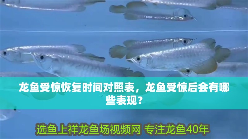 龍魚受驚恢復時間對照表，龍魚受驚后會有哪些表現(xiàn)？