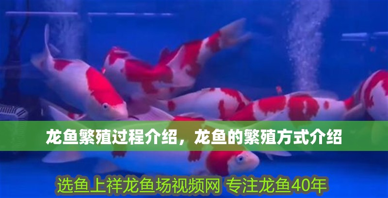 龍魚繁殖過程介紹，龍魚的繁殖方式介紹