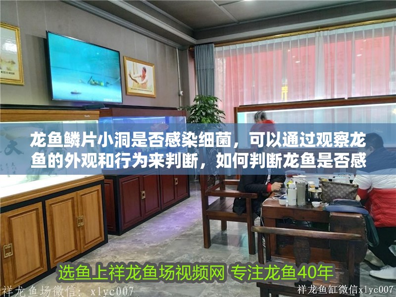 龍魚鱗片小洞是否感染細菌，可以通過觀察龍魚的外觀和行為來判斷，如何判斷龍魚是否感染了細菌？