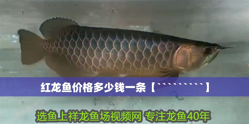 紅龍魚價格多少錢一條【`````````】