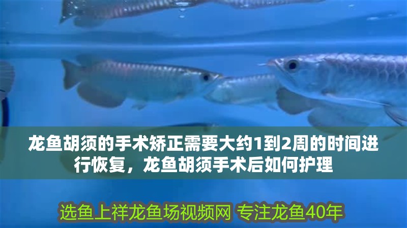 龍魚胡須的手術矯正需要大約1到2周的時間進行恢復，龍魚胡須手術后如何護理
