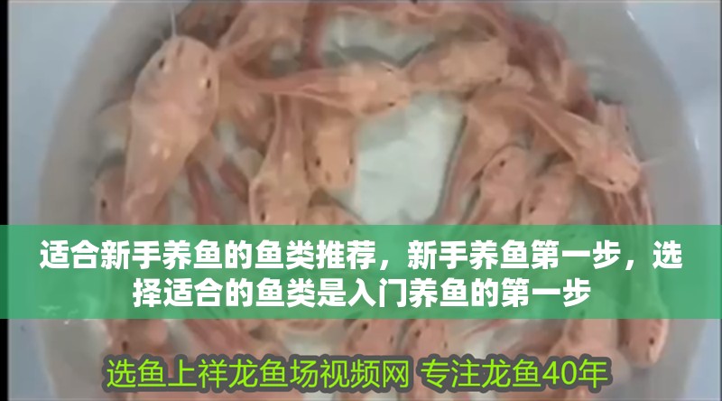 適合新手養魚的魚類推薦，新手養魚第一步，選擇適合的魚類是入門養魚的第一步