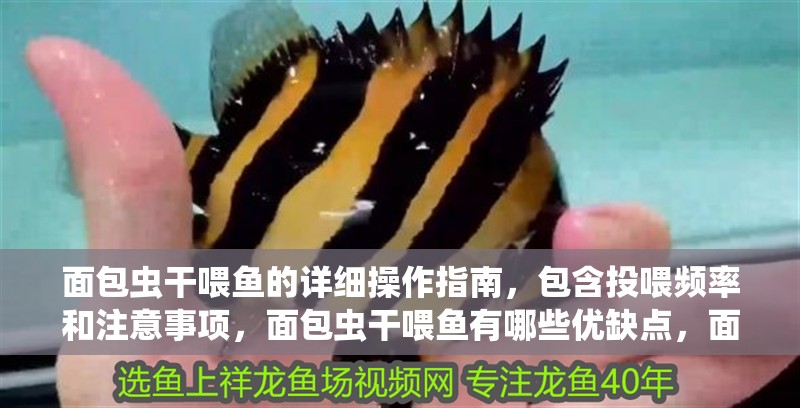 面包蟲(chóng)干喂魚(yú)的詳細(xì)操作指南，包含投喂頻率和注意事項(xiàng)，面包蟲(chóng)干喂魚(yú)有哪些優(yōu)缺點(diǎn)，面包蟲(chóng)干喂魚(yú)有哪些注意事項(xiàng)