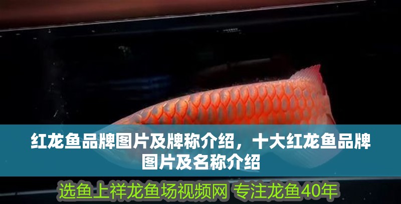 紅龍魚品牌圖片及牌稱介紹，十大紅龍魚品牌圖片及名稱介紹