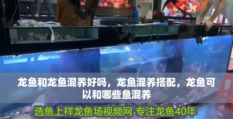 龍魚和龍魚混養好嗎，龍魚混養搭配，龍魚可以和哪些魚混養