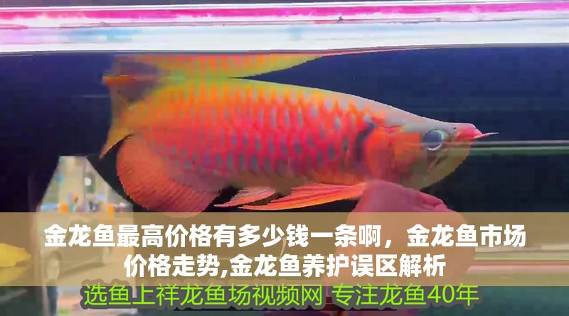 金龍魚最高價格有多少錢一條啊，金龍魚市場價格走勢,金龍魚養(yǎng)護誤區(qū)解析