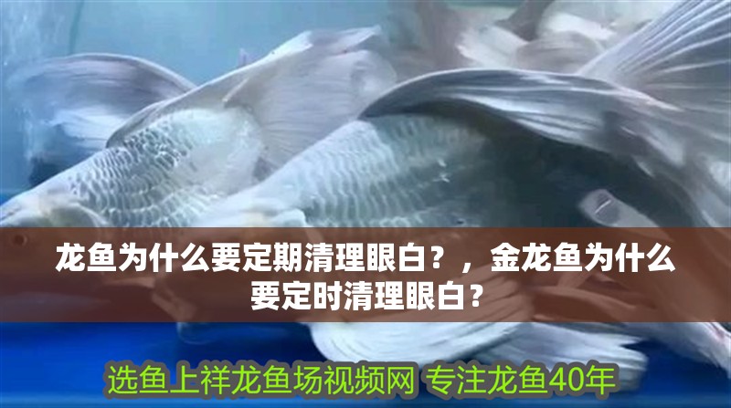 龍魚為什么要定期清理眼白？，金龍魚為什么要定時清理眼白？