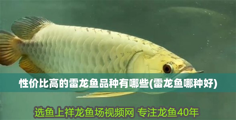 性價比高的雷龍魚品種有哪些(雷龍魚哪種好)