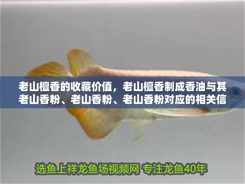 老山檀香的收藏價值，老山檀香制成香油與其老山香粉、老山香粉、老山香粉對應的相關信息