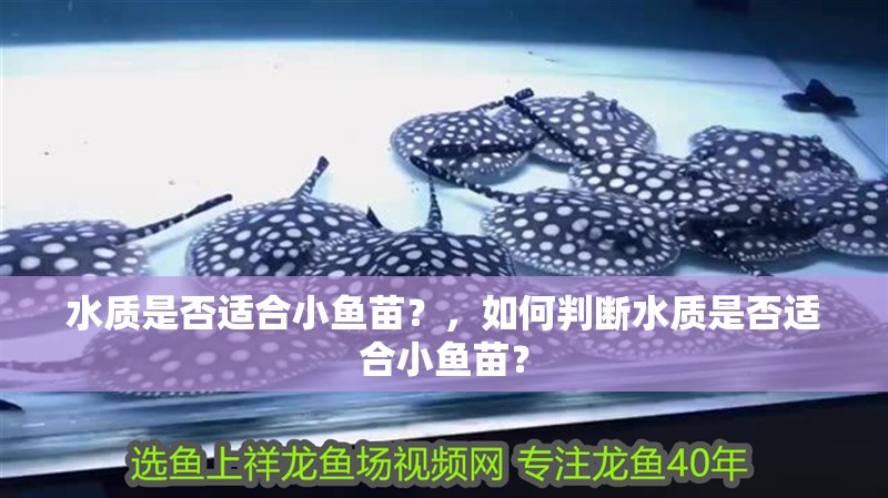 水質是否適合小魚苗？，如何判斷水質是否適合小魚苗？