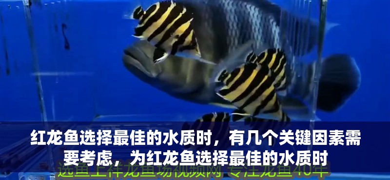 紅龍魚選擇最佳的水質時，有幾個關鍵因素需要考慮，為紅龍魚選擇最佳的水質時