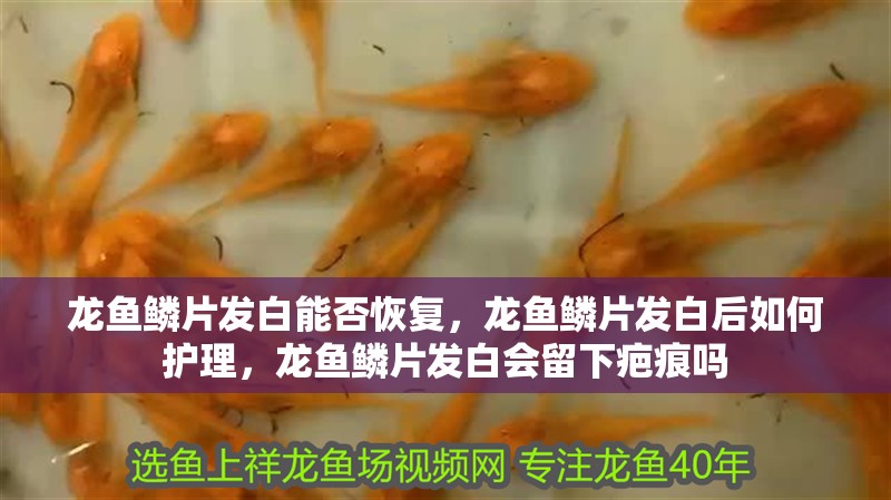 龍魚(yú)鱗片發(fā)白能否恢復(fù)，龍魚(yú)鱗片發(fā)白后如何護(hù)理，龍魚(yú)鱗片發(fā)白會(huì)留下疤痕嗎