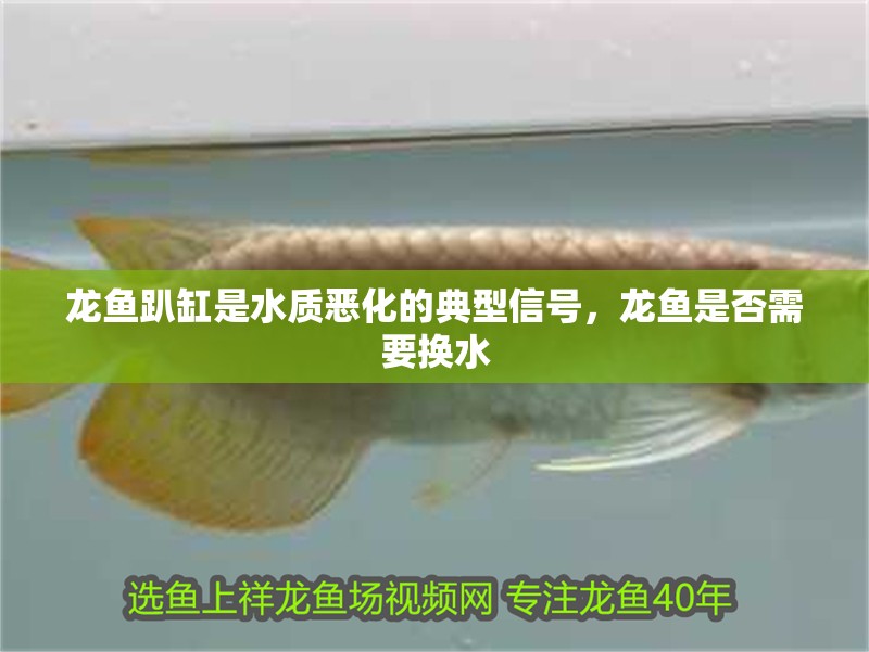 龍魚趴缸是水質惡化的典型信號，龍魚是否需要換水