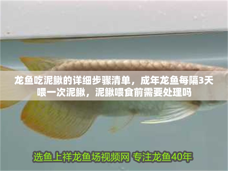 龍魚吃泥鰍的詳細步驟清單，成年龍魚每隔3天喂一次泥鰍，泥鰍喂食前需要處理嗎