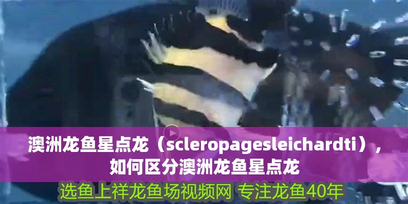 澳洲龍魚星點龍（scleropagesleichardti），如何區分澳洲龍魚星點龍