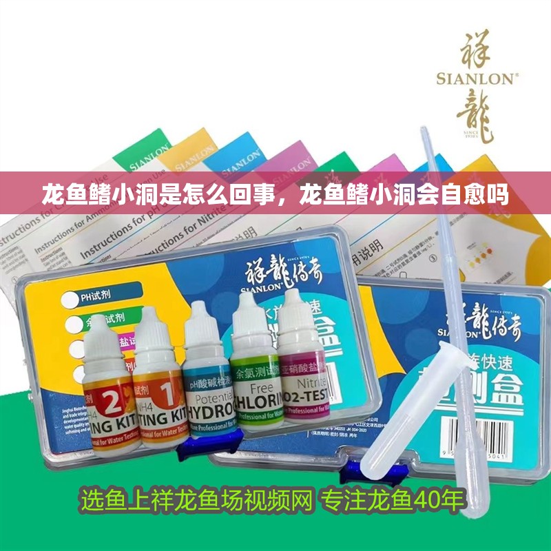 龍魚鰭小洞是怎么回事，龍魚鰭小洞會自愈嗎