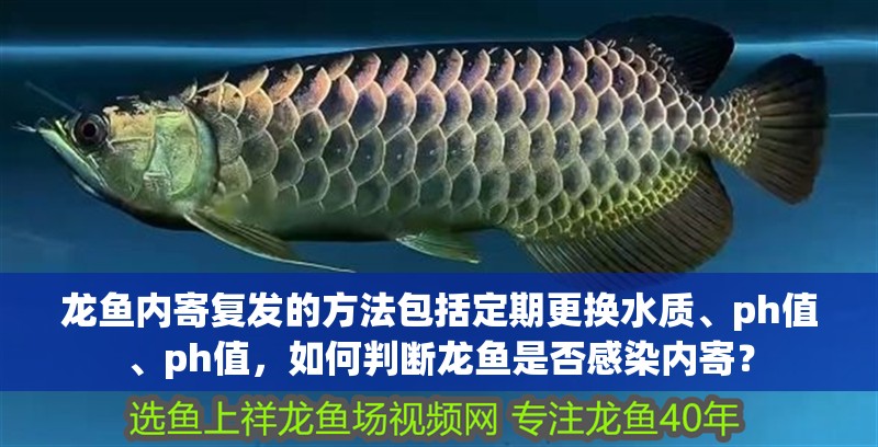 龍魚內(nèi)寄復(fù)發(fā)的方法包括定期更換水質(zhì)、ph值、ph值，如何判斷龍魚是否感染內(nèi)寄？