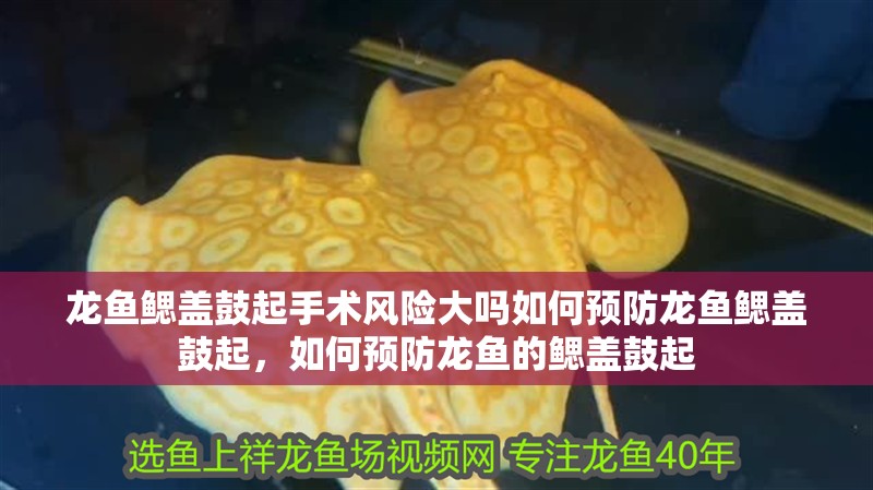 龍魚鰓蓋鼓起手術(shù)風(fēng)險(xiǎn)大嗎如何預(yù)防龍魚鰓蓋鼓起，如何預(yù)防龍魚的鰓蓋鼓起