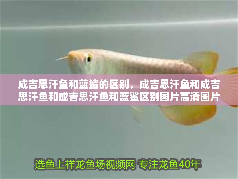 成吉思汗魚(yú)和藍(lán)鯊的區(qū)別，成吉思汗魚(yú)和成吉思汗魚(yú)和成吉思汗魚(yú)和藍(lán)鯊區(qū)別圖片高清圖片高清