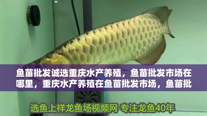 魚苗批發(fā)誠選重慶水產(chǎn)養(yǎng)殖，魚苗批發(fā)市場在哪里，重慶水產(chǎn)養(yǎng)殖在魚苗批發(fā)市場，魚苗批發(fā)市場在哪里
