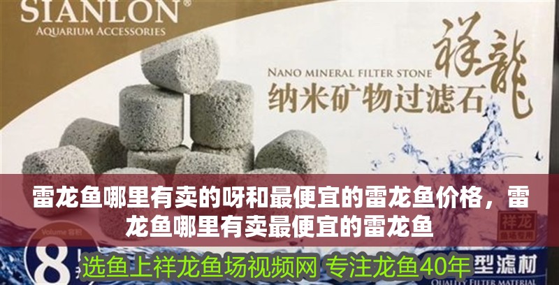 雷龍魚哪里有賣的呀和最便宜的雷龍魚價(jià)格，雷龍魚哪里有賣最便宜的雷龍魚