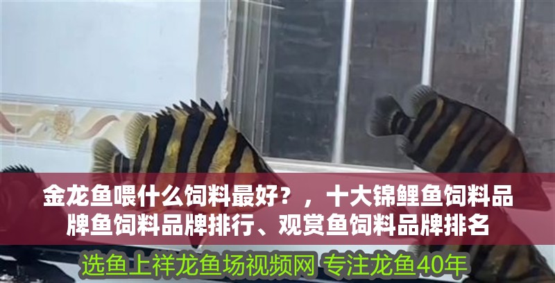 金龍魚喂什么飼料最好？，十大錦鯉魚飼料品牌魚飼料品牌排行、觀賞魚飼料品牌排名